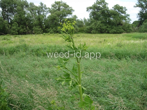 parsnip, wild